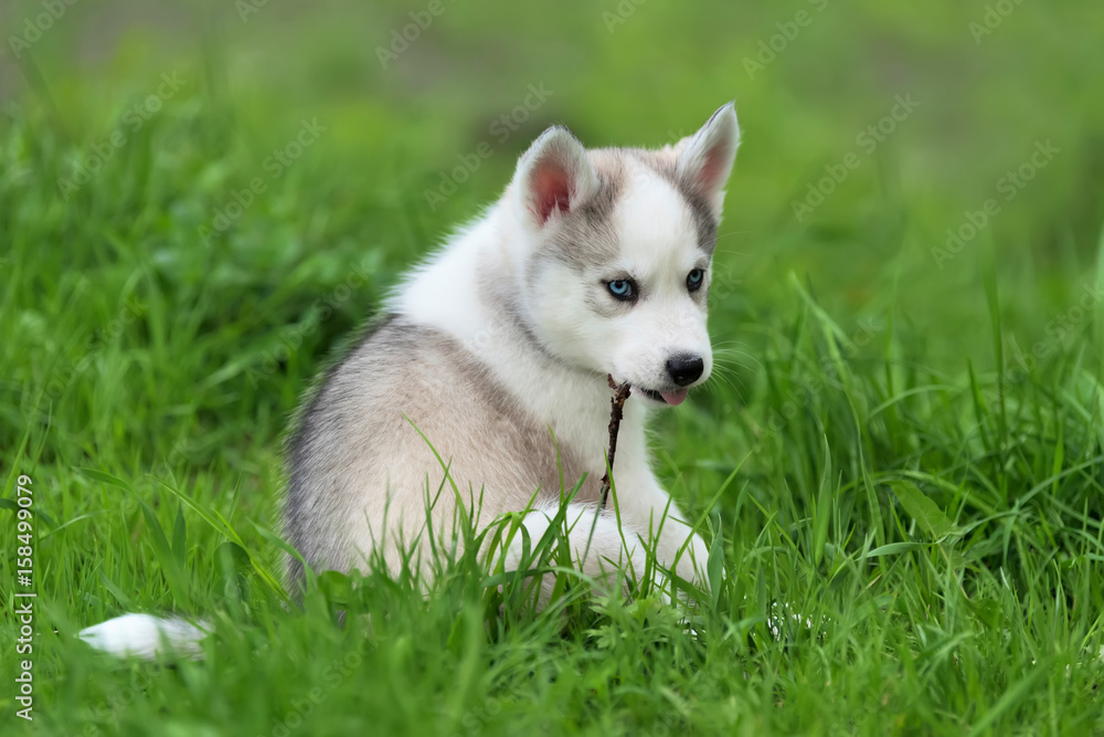 Cute little husky puppy