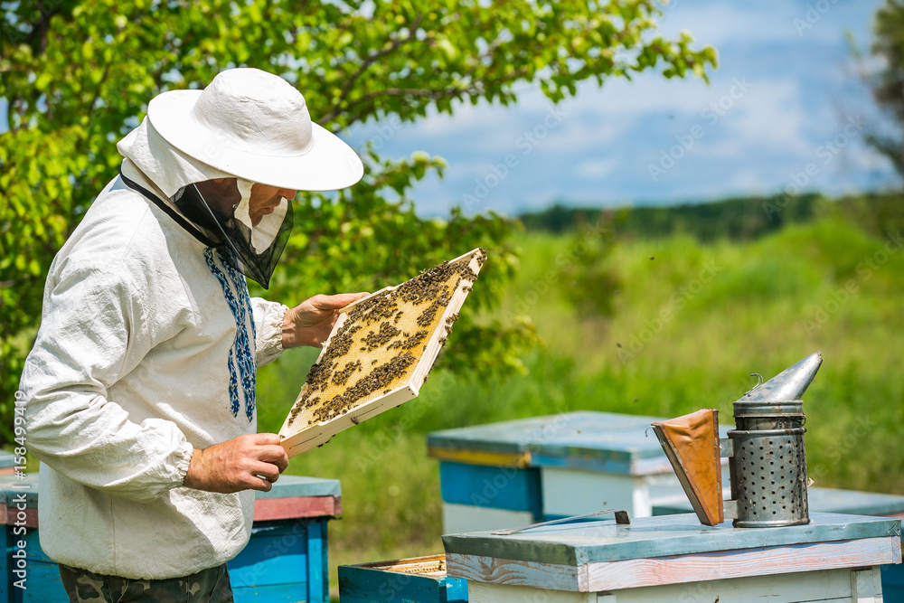 Beekeeper is working with bees and beehives on the apiary. Beekeeper on apiary.