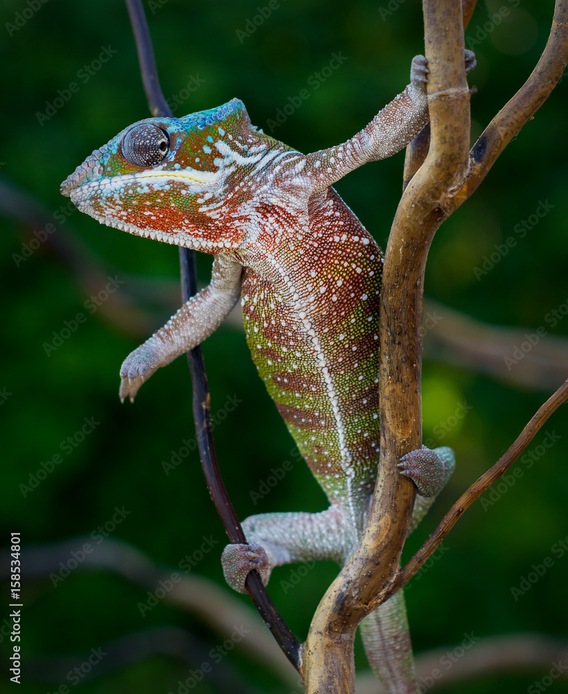 Panther chameleon, Furcifer pardalis Antalaha lizard from Madagascar