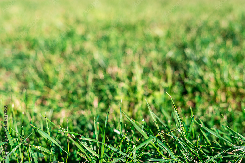 Background. Texture of green grass on the whole frame. Horizontal frame