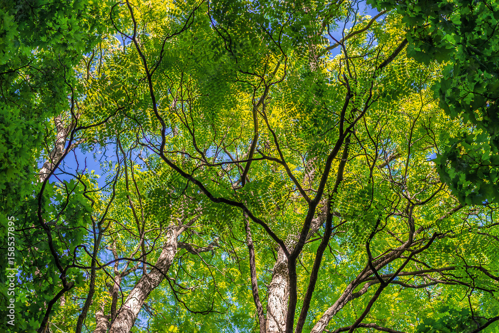 Background. Branches and leaves of trees against a background of blue saturated sky. Horizontal fram