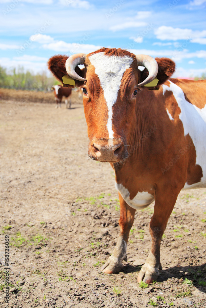 Cow on a farm.