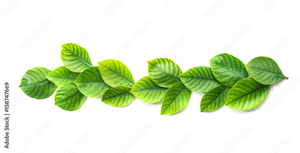 decoration of the tropical green leaf as frame border on white background