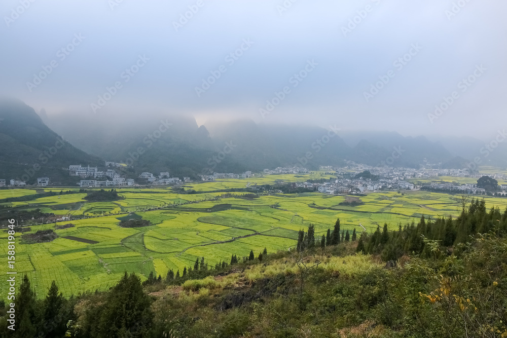 yunnan landscape of rapeseed flowers field