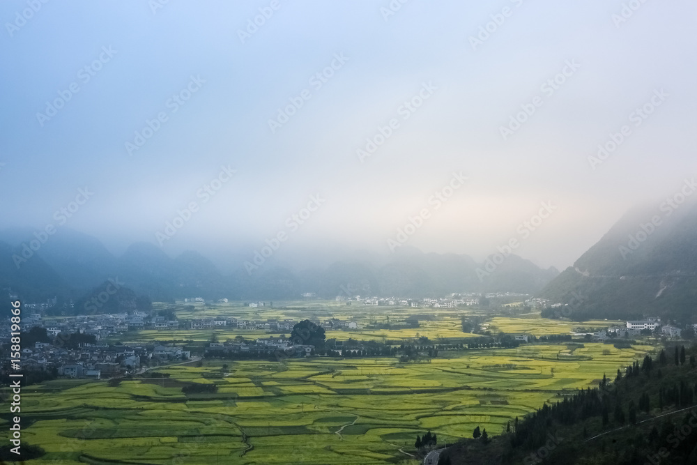 云南油菜花田景观