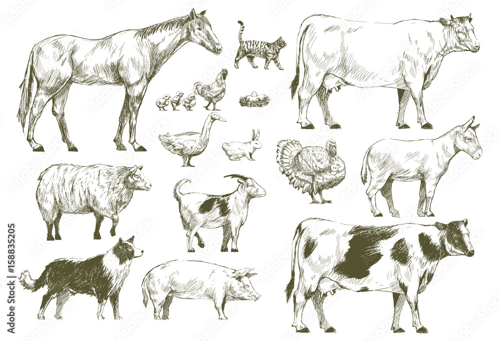 Group of animals vector drawing