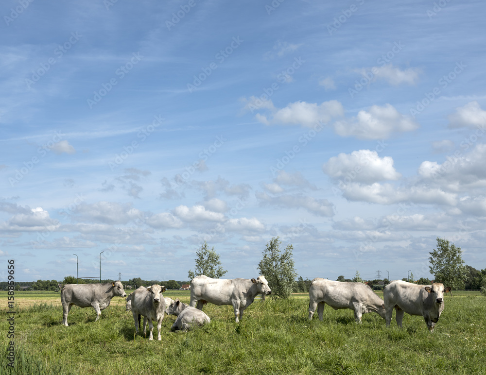 gasconne cows in green meadow near amsterdam in holland