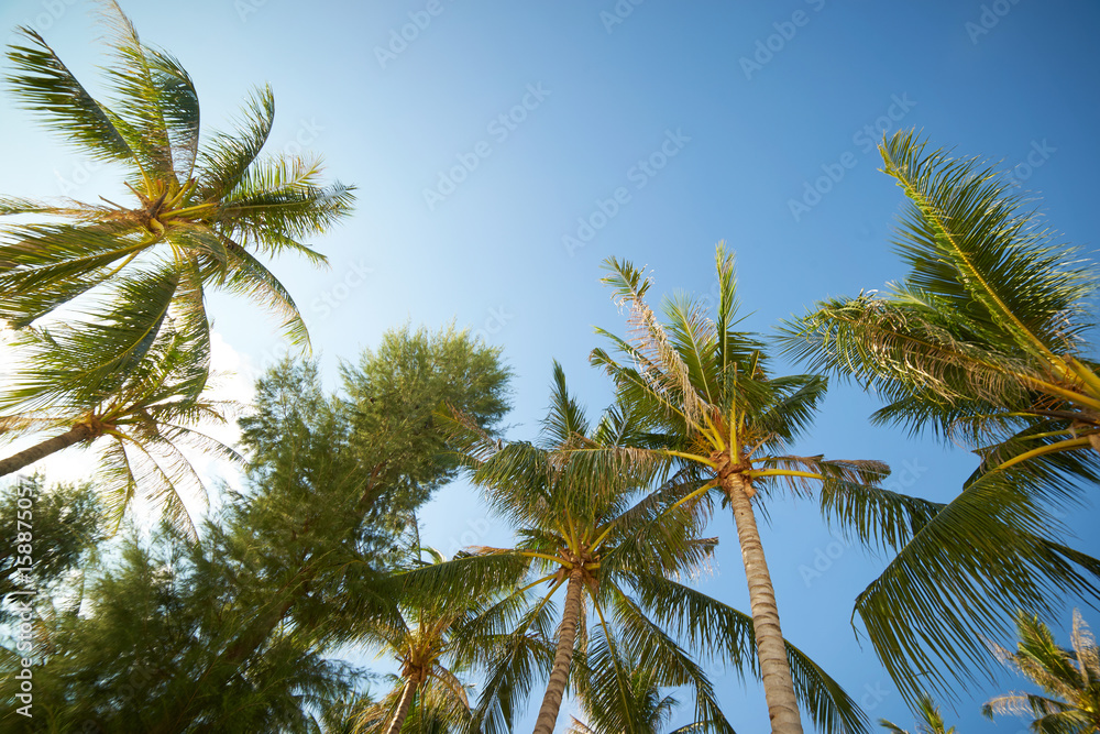 Branches of coconut palms under blue sky , Rawa island , Malaysia .