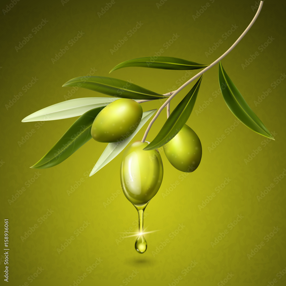 olive fruits illustration