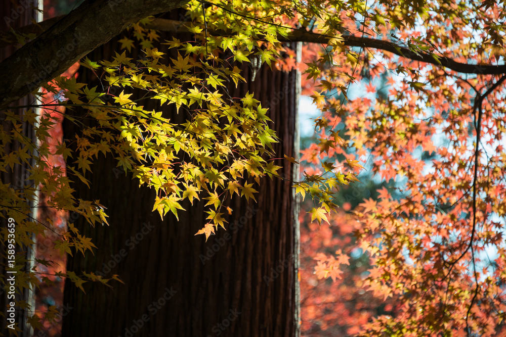 Colorful maple (momiji) leaves at Korankei, Nagoya, Japan.