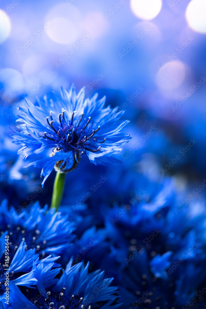 Cornflowers. Wild Blue Flowers Blooming. Border Art Design background. Closeup Image. Soft Focus