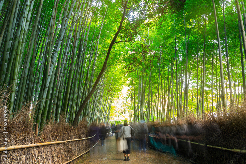 日本京都附近荒山的竹林