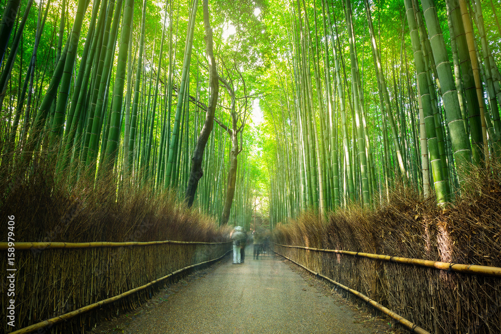 Bamboo forest of Arashiyama near Kyoto, Japan