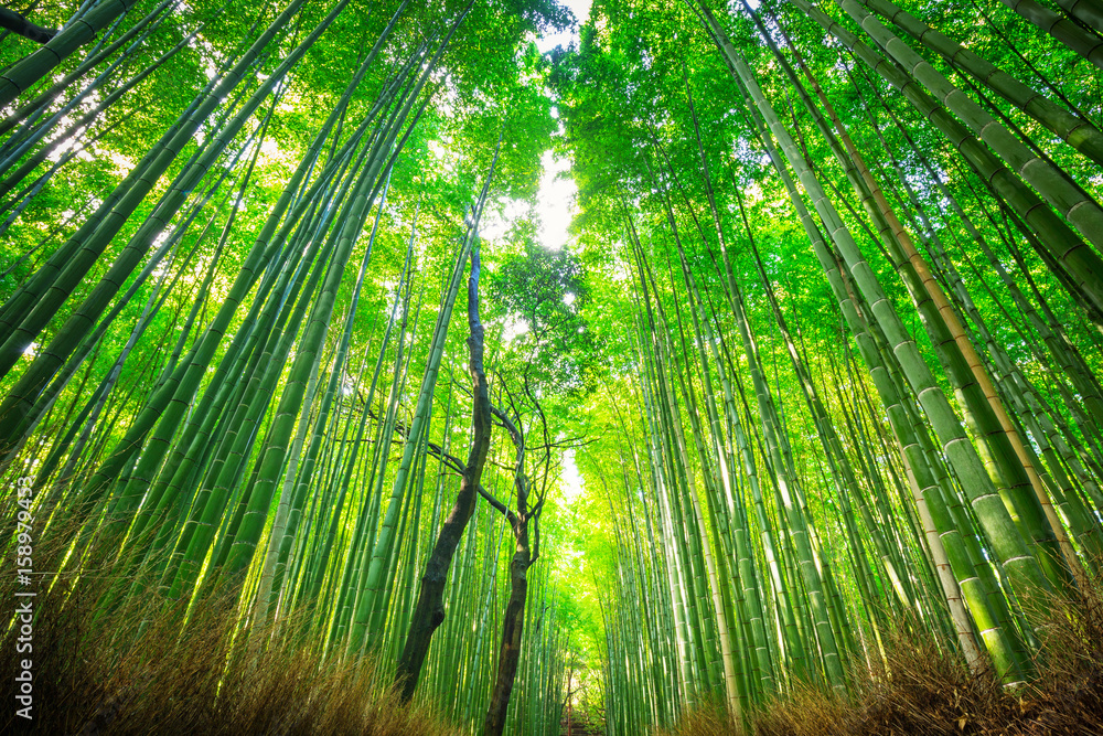 Bamboo forest of Arashiyama near Kyoto, Japan