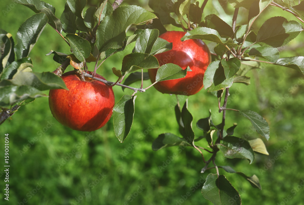 Red apple on tree in Orchard, Organic and Fresh from Farm, Ready for harvest