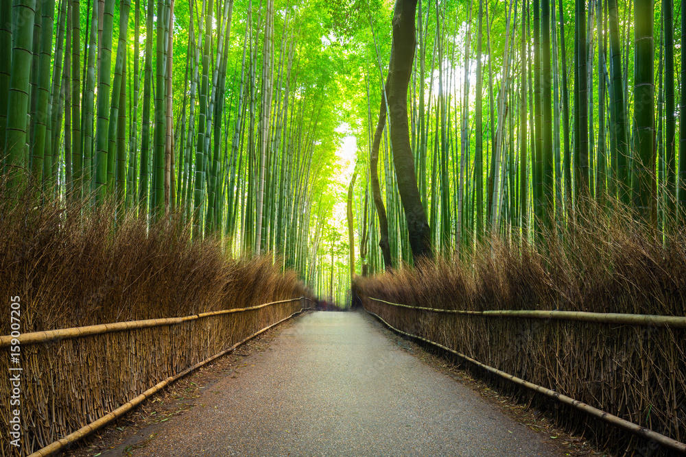 日本京都附近荒山的竹林