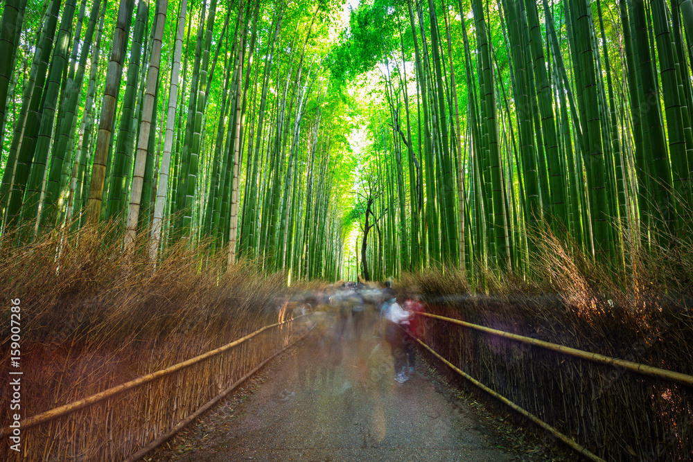 Bamboo forest of Arashiyama near Kyoto, Japan