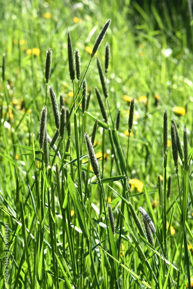 草地狐尾草草地阿洛佩克urus pratensis