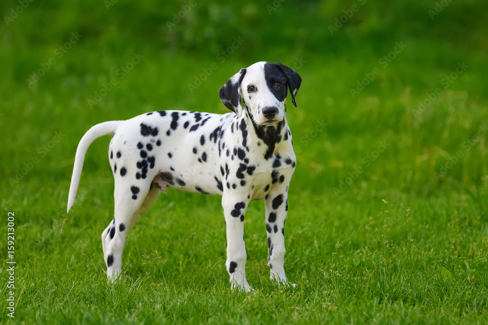 Dalmatian dog outdoors in summer