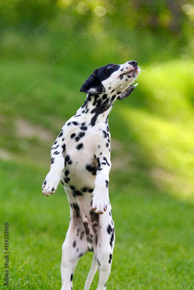 Dalmatian dog outdoors in summer