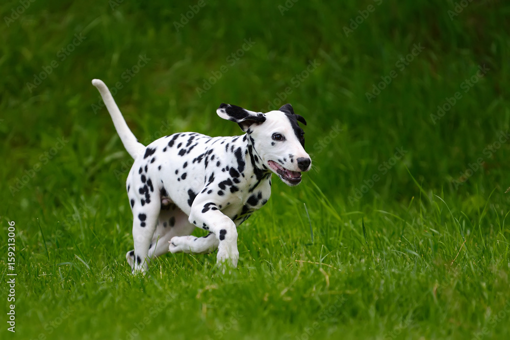 达尔马提亚犬夏季户外活动