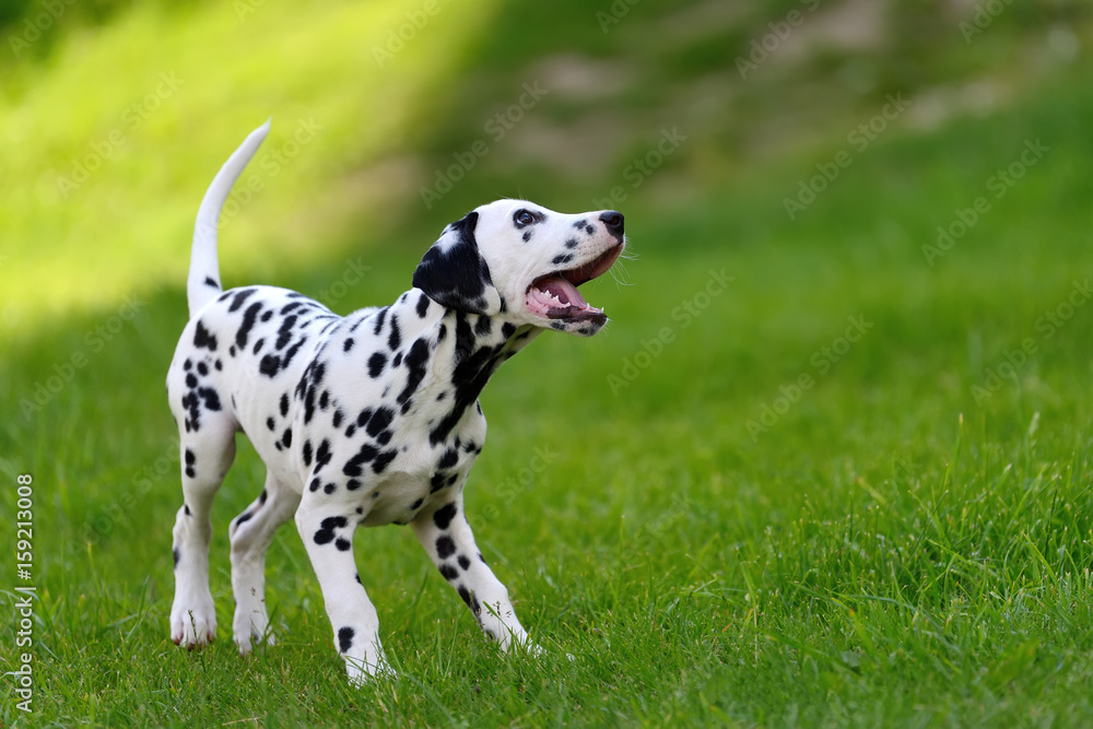 Dalmatian dog outdoors in summer