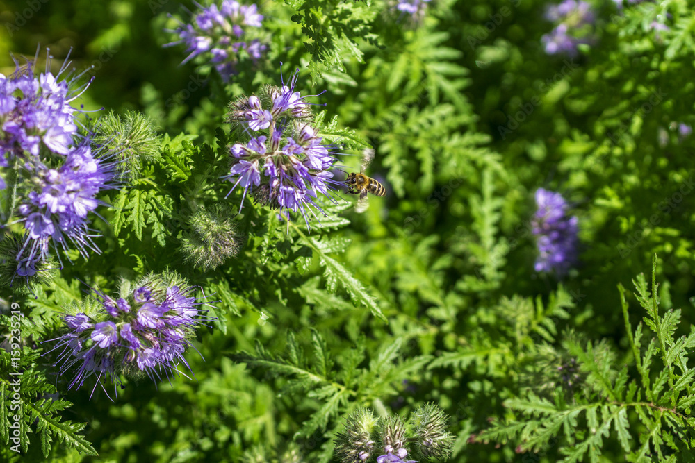 Honigbiene und Phacelia