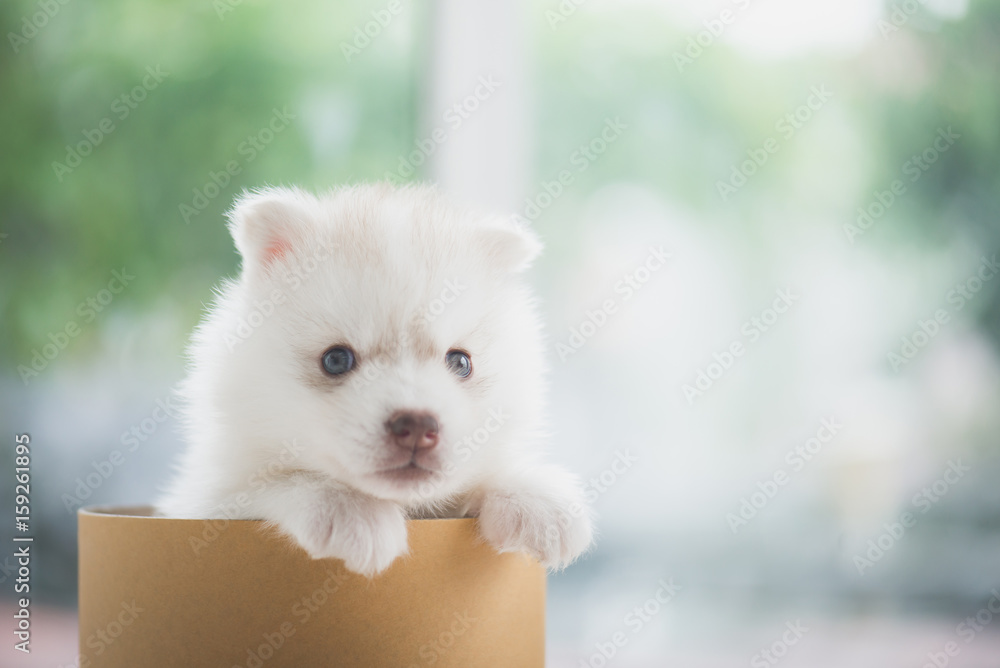 siberian husky puppy  playing in a cylinder box