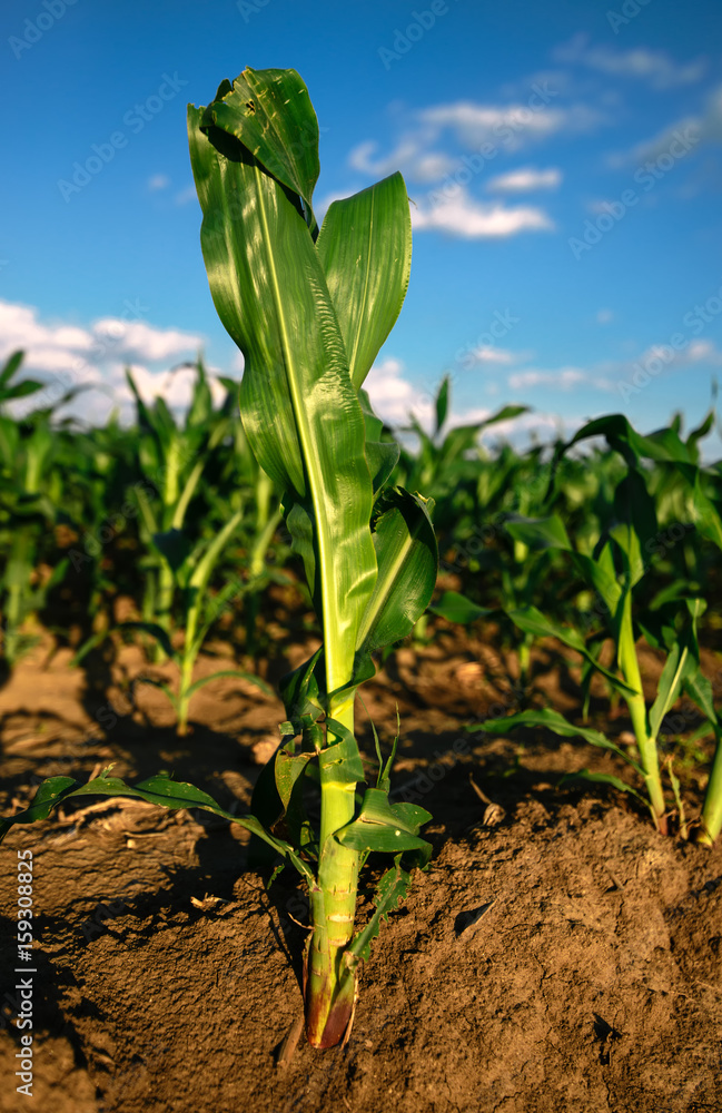 Corn plants growing in cultivated agricultural field