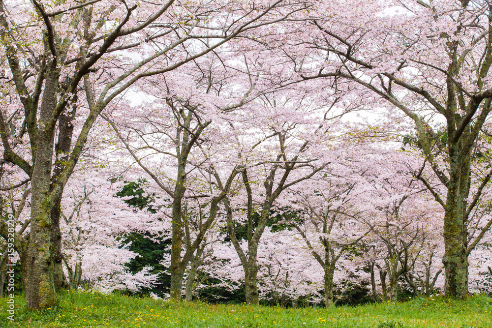 Sakura cherry blossom tree at green park