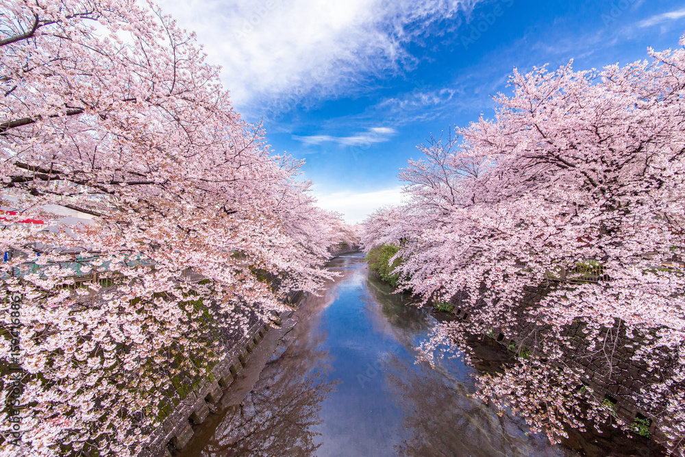 桜