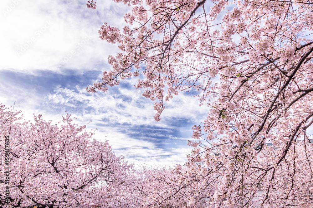 桜