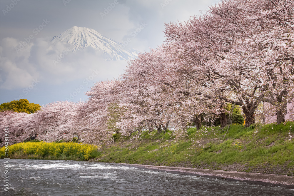 Beautiful Mountain Fuji and sakura cherry blossom in Japan spring season..