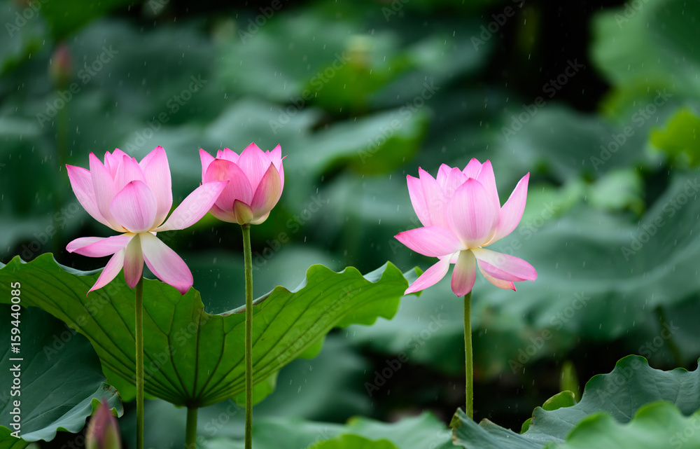 雨中荷花