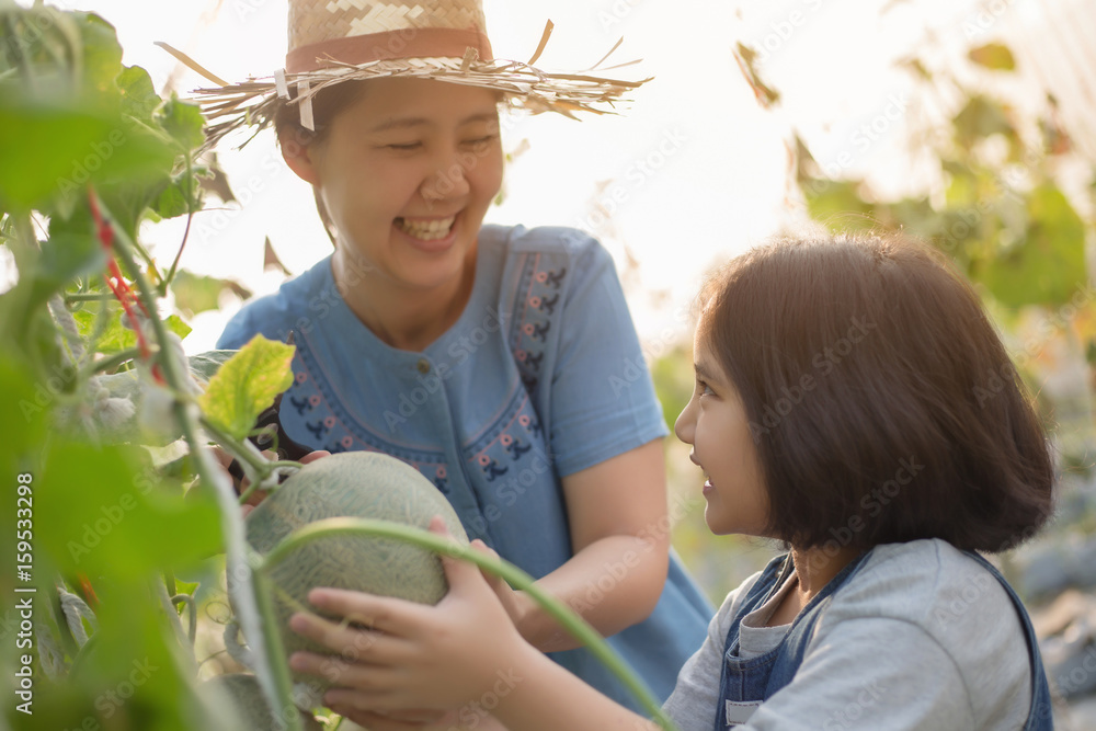 Happy Asian child helping her mother harvest melon in green house plant