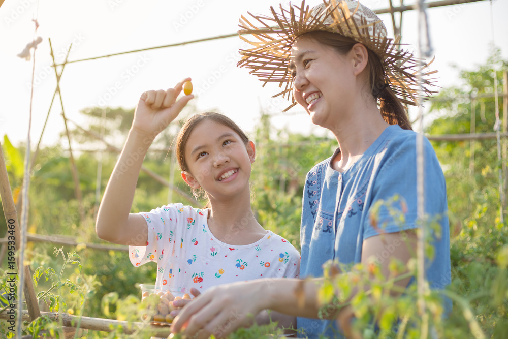 快乐的亚洲孩子帮助母亲在农场收获小番茄