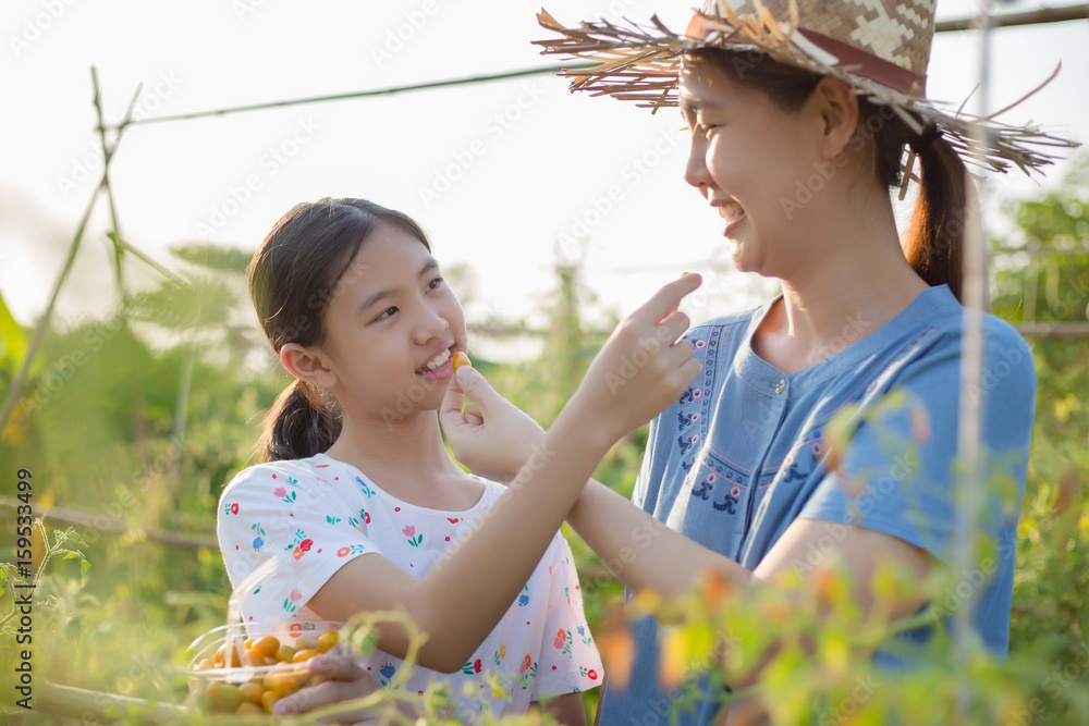 快乐的亚洲孩子帮助母亲在农场收获小番茄