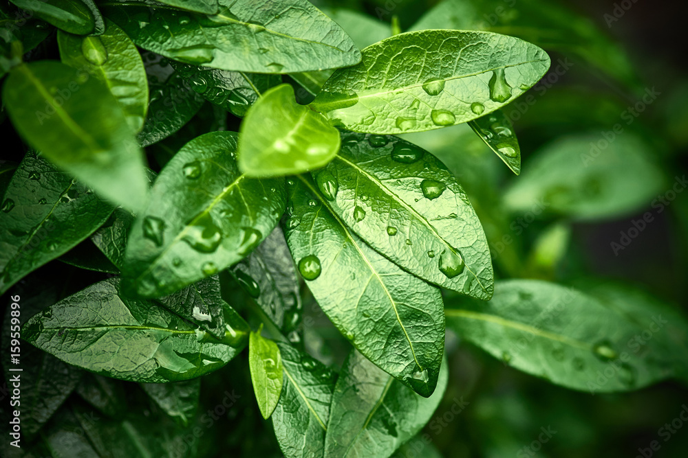 植物叶子的自然背景