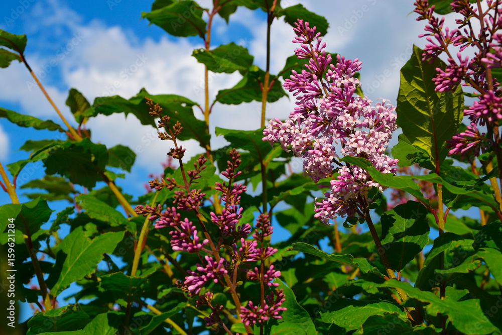 Flowers of lilac (Latin Syrínga) against a background of white clouds and a blue sky.