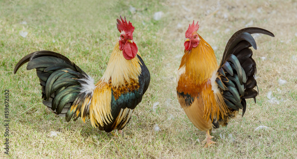 close up portrait of two bantam chickens, Beautiful colorful cock