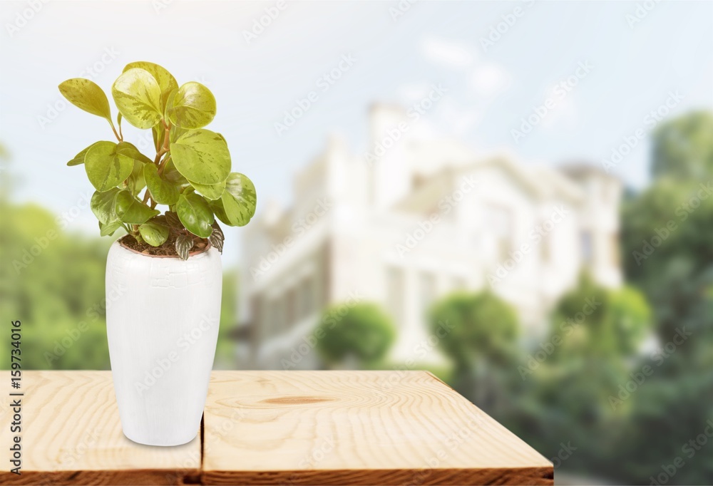 Flower on tablet.