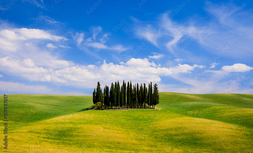 Rolling hills, green fields and cypresses trees in Tuscany, Italy