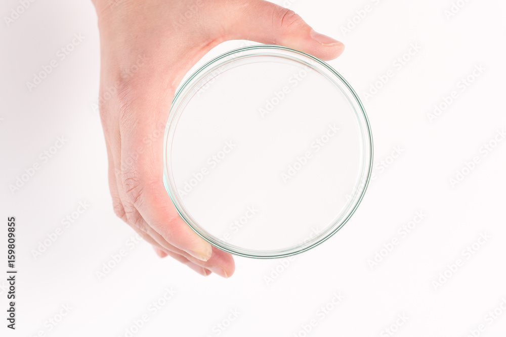 Empty petri dish for growing cultures of microorganisms in doctor hand , fungi and microbes. A Petri