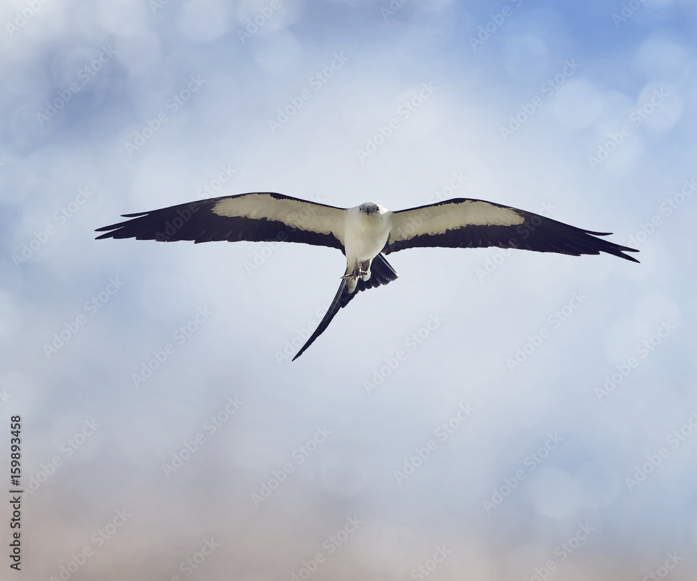 Swallow-tailed Kite  in flight