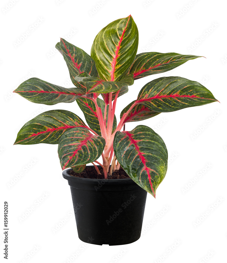 Aglaonema，绿叶树种，清新自然