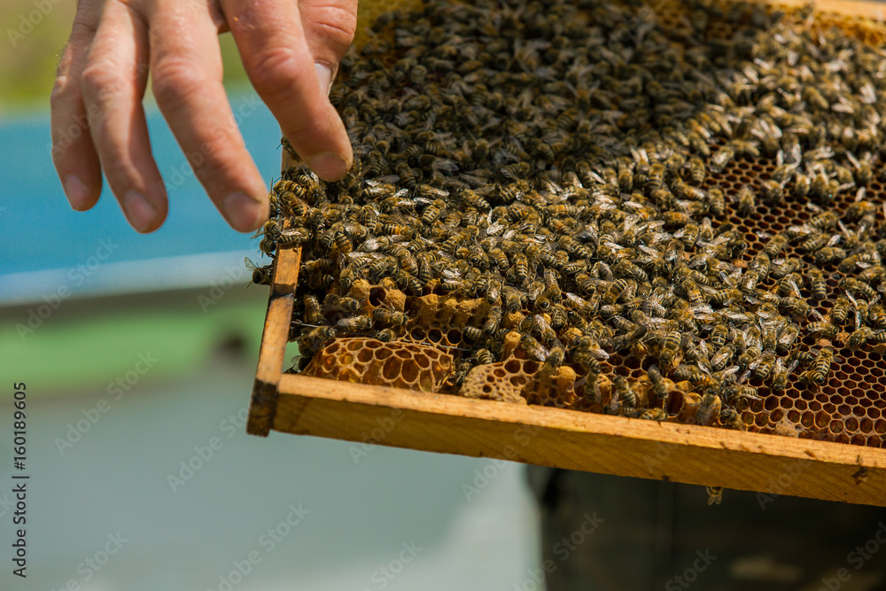 The beekeeper examines the bees in honeycombs. Hands of the beekeeper. Frames of a beehive. Working 