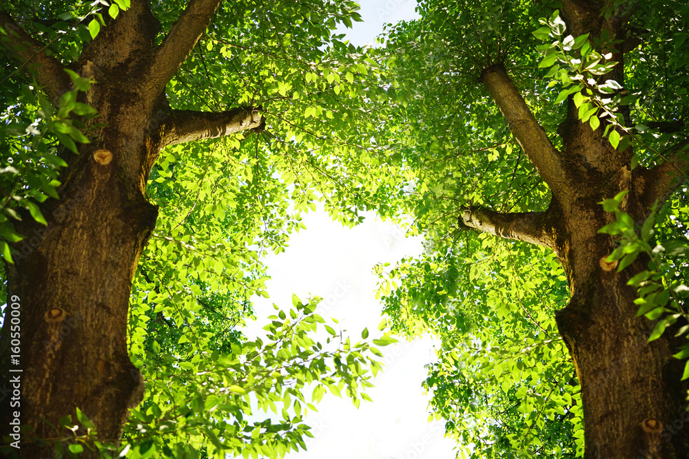 Two tall poplar trees with a green crown of foliage.