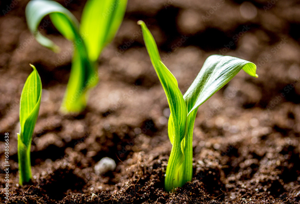 Concept appearance of life - sprout from soil close up