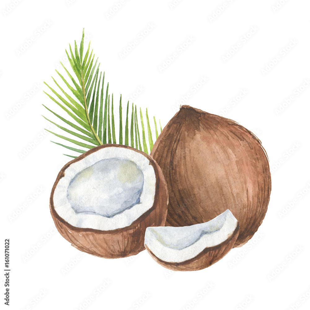 Watercolor organic composition of coconut and palm trees isolated on white background.