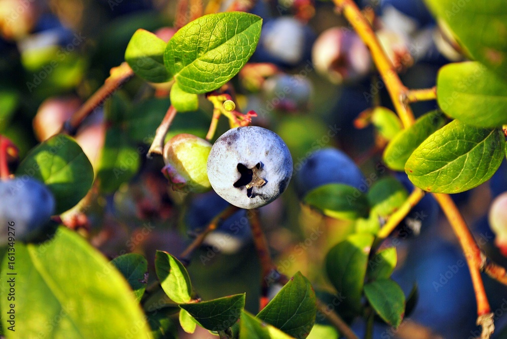 blueberries